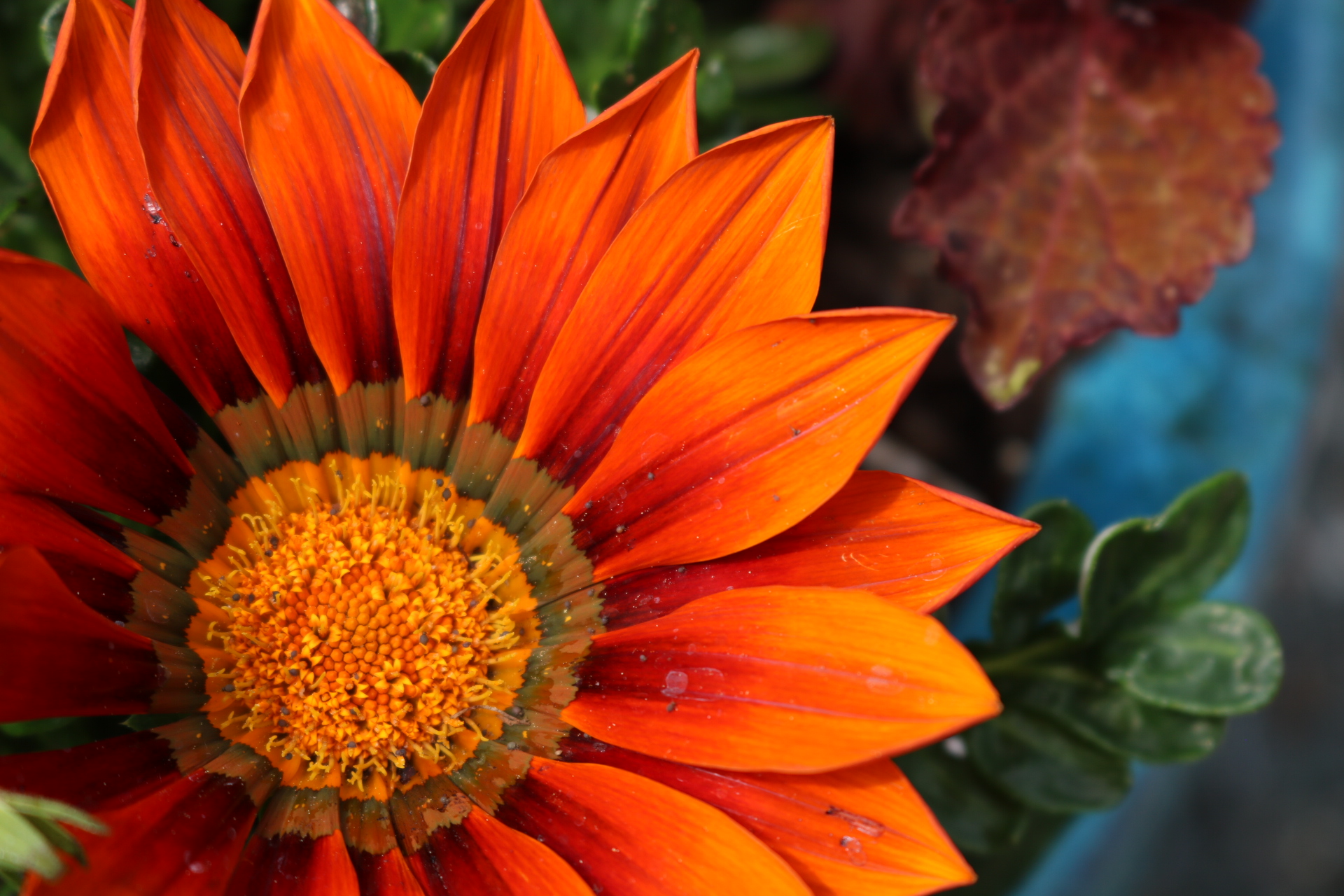 bright orange flower